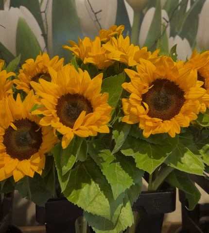 Bloemenwinkeltje Jet