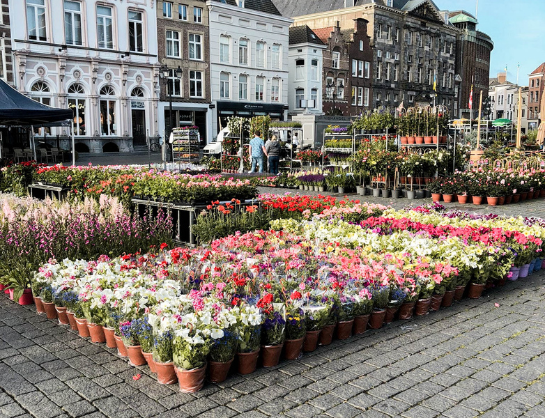Geraniummarkt